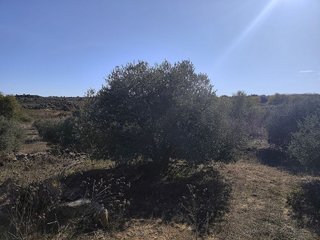 Terreno en venta en Borges Blanques, Les