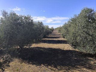 Terreno en venta en Borges Blanques, Les
