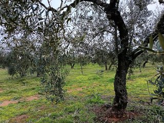 Terreno en venta en Bollullos de la Mitación