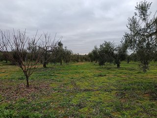 Terreno en venta en Bollullos de la Mitación