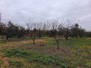 Terreno en venta en Bollullos de la Mitación