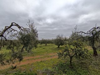 Terreno en venta en Bollullos de la Mitación