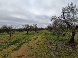 Terreno en venta en Bollullos de la Mitación