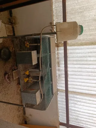 Pelechero para perdices