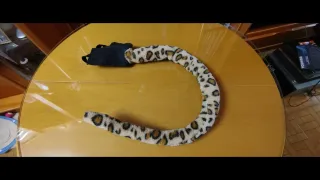 Disfraz Leopardo Adulto Talla Única