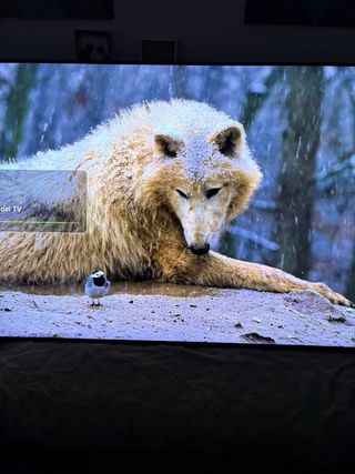 TV Samsung QLED 75 UHD 4K SAMSUNG QE75Q70D