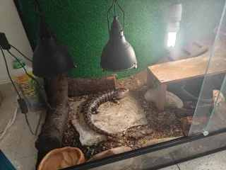 Terrario Grande para Reptil 120x60x60 cm