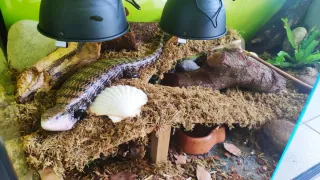 Terrario Grande para Reptil 120x60x60 cm