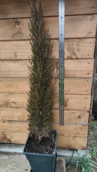 Ciprés columnar formado (maceta 11 lit. con plato)