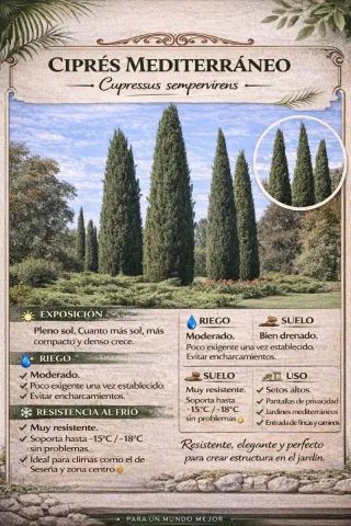 Ciprés columnar formado (maceta 11 lit. con plato)