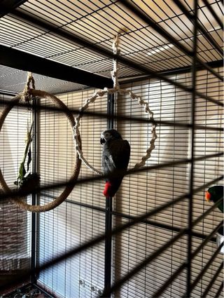 Voladera IMOR 2x2m loros