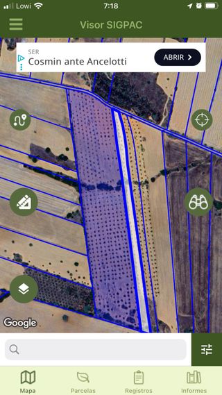 Olivo de 10 fanegas, 900 árboles