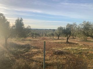 Olivo de 10 fanegas, 900 árboles