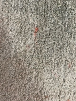 Alfombra de lana 200x300