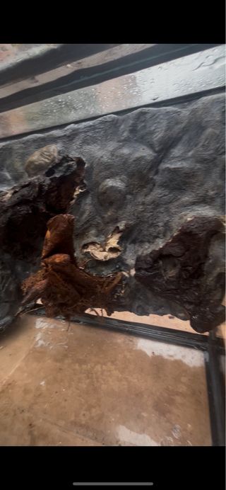 Terrario para reptiles con fondo.