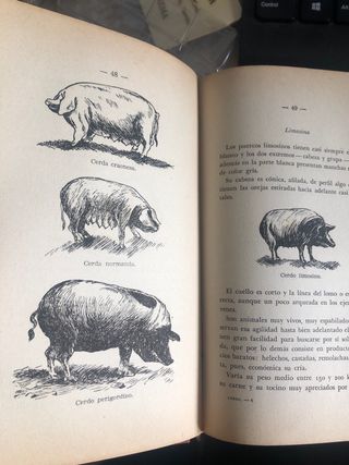 Cria Lucrativa del Cerdo (1959)