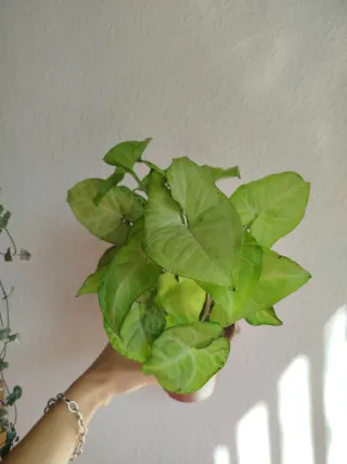 Planta Syngonium White Butterfly