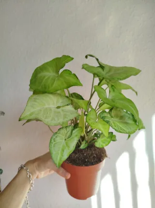 Planta Syngonium White Butterfly