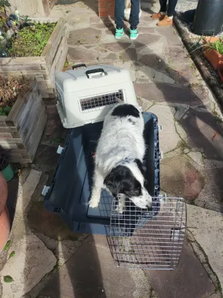 Transportín XL Gris/Blanco