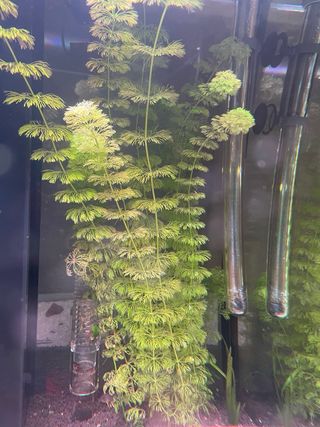 Acuario Eheim Incpiria 230