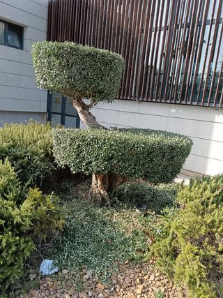 Jardinero Profesional