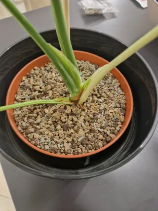 Monstera Thai Constellation Tricolor