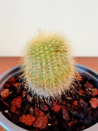 Planta.Parodia Lenninghausii.