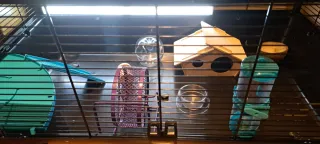 Jaula para hámster, cobaya, ratas