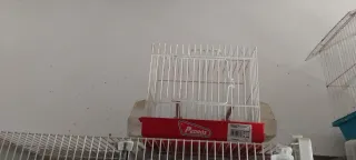 Lote Accesorios Pájaros Jaulas Nidos Bebederos