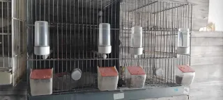 Lote Accesorios Pájaros Jaulas Nidos Bebederos