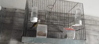 Lote Accesorios Pájaros Jaulas Nidos Bebederos