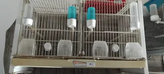 Lote Accesorios Pájaros Jaulas Nidos Bebederos