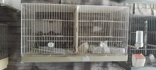 Lote Accesorios Pájaros Jaulas Nidos Bebederos