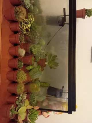 Acuario 100L - Casi Nuevo