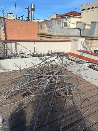 REGALO Ramas secas para quemar barbacoa