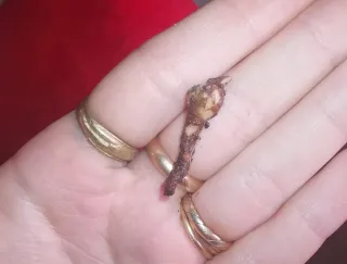 Alocasia Dragon Scale Mint Variegata CORMO