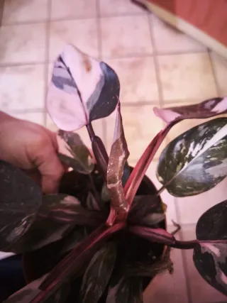 Philodendron Pink Princess variegata