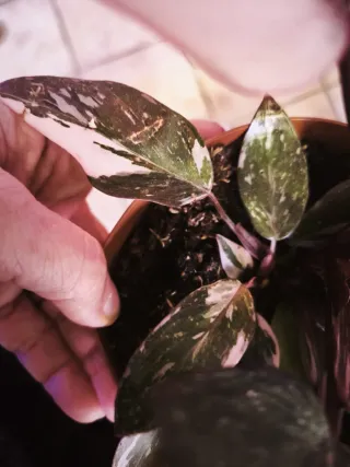 Philodendron Pink Princess variegata