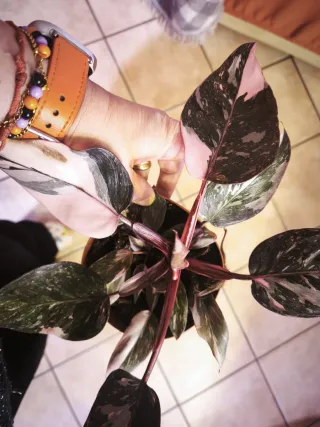 Philodendron Pink Princess variegata