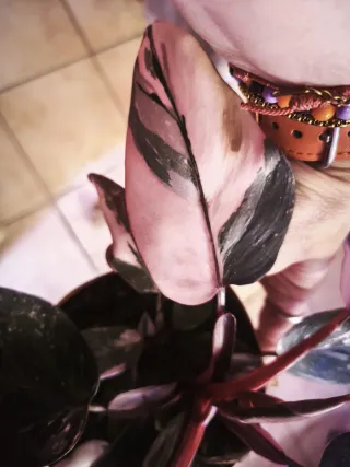 Philodendron Pink Princess variegata