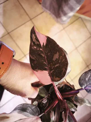 Philodendron Pink Princess variegata
