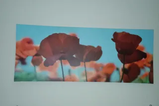 Cuadro Decorativo Amapolas