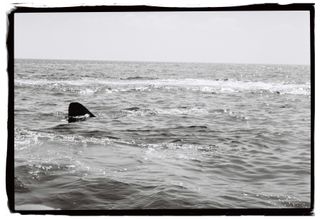 Cámara analógica Olympus Mju II Zoom 80