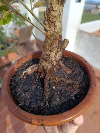 Bonsái de Aligustre (Liustrum)