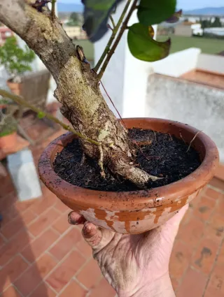 Bonsái de Aligustre (Liustrum)