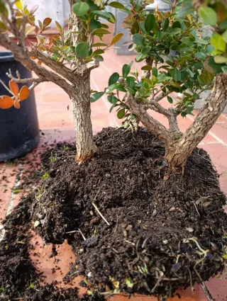 Boj bonsai. Trío en sustrato vegetal