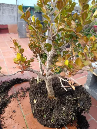 Boj bonsai. Trío en sustrato vegetal
