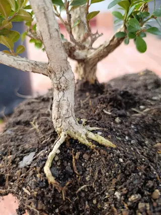 Boj bonsai. Trío en sustrato vegetal