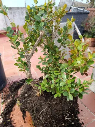 Boj bonsai. Trío en sustrato vegetal