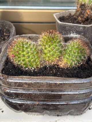 Cactus en maceta reciclada